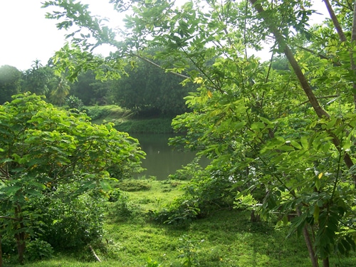 selva